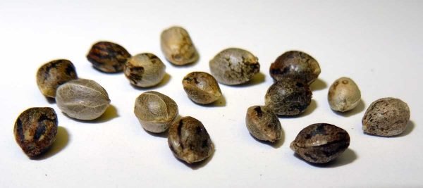 Afghan Kush Feminized Seeds